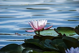 水中百合,性質(zhì),花卉