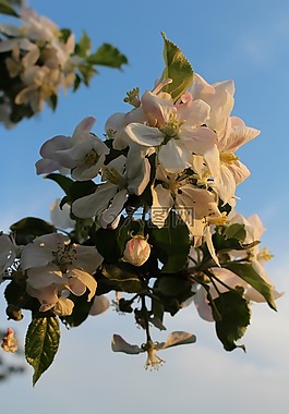蘋果樹,開花,白