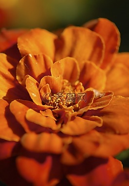 花,花瓣,干
