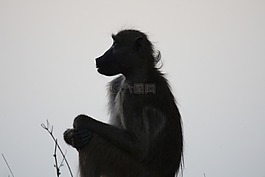 猴子,非洲,灌木