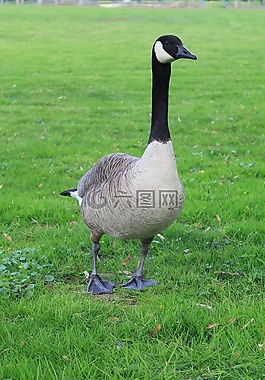 鵝,野鵝,鳥(niǎo)