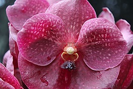 花,哥倫比亞,蘭花