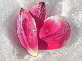冬天,雪,tulpenbluete