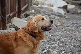 狗,金毛猎犬,海的狗