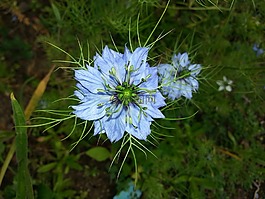 花,nigella 苜蓿,植物