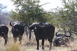 非洲,野生動物,野牛