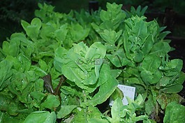 土壤,地球,農(nóng)業(yè)