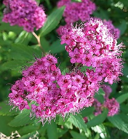 花,植物,夏季