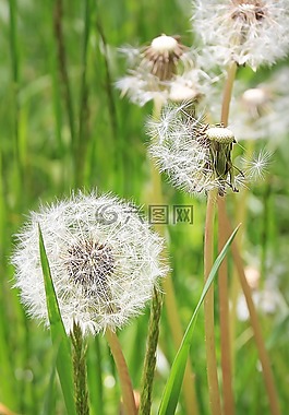 蒲公英,草地,花多