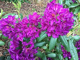 花,粉紅色,夏