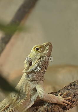 胡子的龍,爬行動(dòng)物,pogona vitticeps