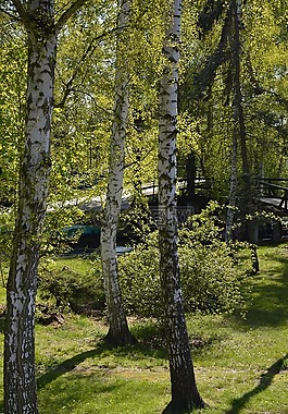 景观,spreewald,桦木