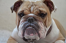 寵物,pitbull,狗
