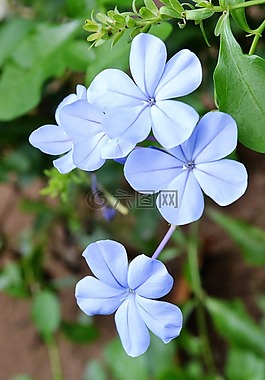 鮮花,花,藍色的花