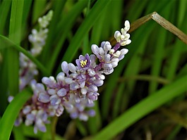 鮮花,藍(lán)色,芽