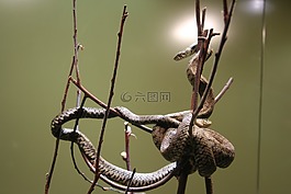 蛇,動物園,野生動物
