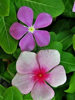 鲜花,粉红色和紫色,花园