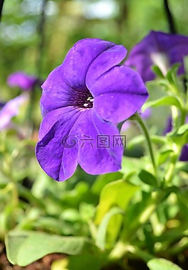 鮮花,花,purpleflower