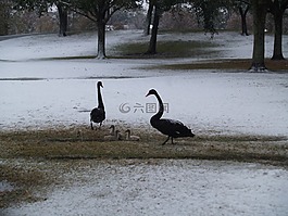 鸟,鸭子,雪