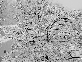 冬天,雪,樹(shù)