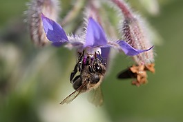 宏,蜜蜂,開花