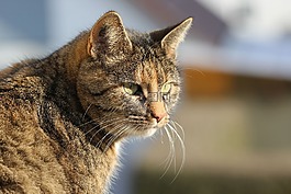 katzenkopf,國內(nèi)的貓,動物