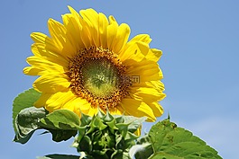 黄色的花,黄色花,太阳花