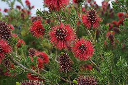 bottlebrush,本机,花园
