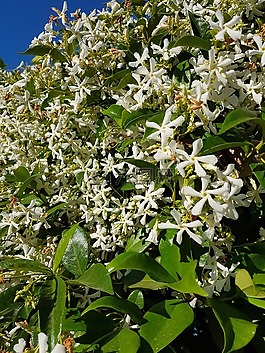 植物,白色的花,花