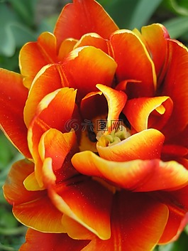郁金香,廠,開花