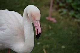 火烈鳥,鳥,自然