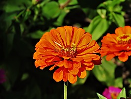 花,橙色,黃色