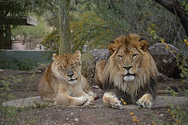動物,獅子,野生