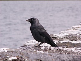 烏鴉,鳥