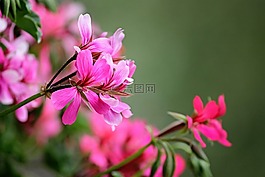 天竺葵,鲜花,红色