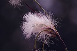cottongrass,厂,蓬松