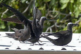 剪嘴鷗,鳥,自然