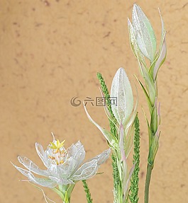 裝修,花,業(yè)余愛好