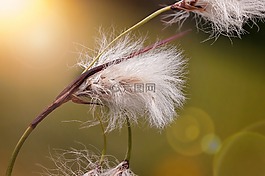 cottongrass,软,蓬松