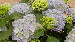 绣球,鲜花,蓝色