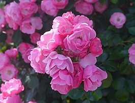 verny 公園,玫瑰,粉色