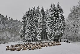 雪,冬天,樹