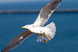 海鷗,鷗,鳥