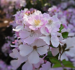 verny 公園,玫瑰,粉色
