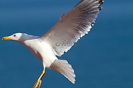 海鷗,鷗,鳥