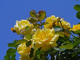 verny 公園,玫瑰,黃