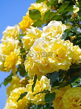 verny 公園,玫瑰,黃