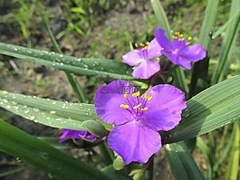 紫露草,性质,花卉