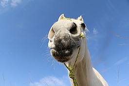 馬,動物,騎馬