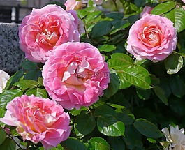 verny 公園,玫瑰,大花